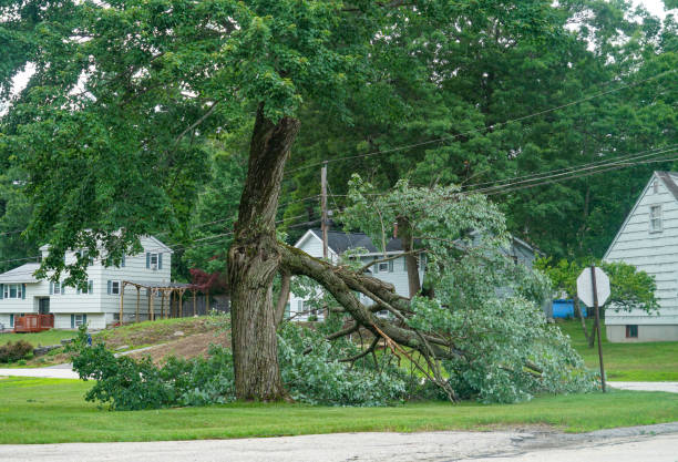 Why Choose Our Tree Removal Services in Greene, RI?