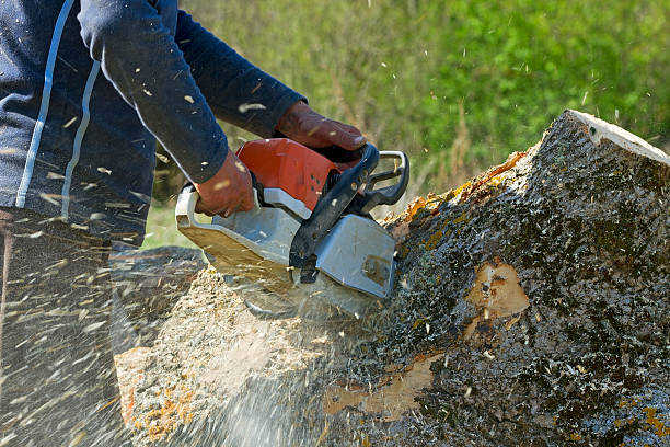 Best Tree and Shrub Care  in Greene, RI